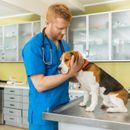 Melosus for dogs: dosage, effect, application