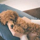 The importance of cuddling for dogs