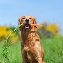 Are dogs allowed to eat carrots?