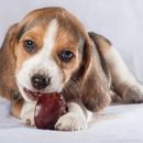 Can my dog eat plums?