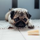 Can dogs eat cheese? A detailed guide