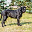 Is the Cane Corso a fighting dog?