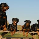 Is the Rottweiler aggressive or dangerous?