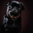 Dogs with Down syndrome - Trisomy 21 dogs