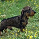 Dachshund species - an overview, description and pictures