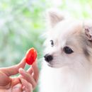 Can dogs eat tomatoes?