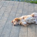 My dog has a hard belly - why?