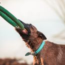 DIY dog toys: creative craft ideas for indoors and outdoors