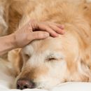 Therapy dog for depression: help, cost coverage, procedure