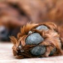 Why do dogs' paws sometimes smell like popcorn?