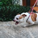 Rabies in dogs - rabies vaccination and signs that your dog is affected