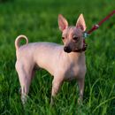 33 Terrier breeds at a glance - all breed descriptions and pictures