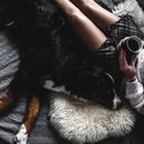 Should Dogs Be Allowed On The Couch? - yes or no and how to break the habit
