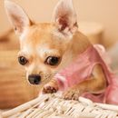 The 12 smallest dog breeds in the world