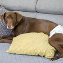 3 Tips: Dog Pregnancy - cause and signs