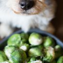 Can my dog eat Brussels sprouts?