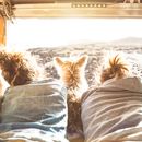 Travelling with a dog in a Camper - this is what you have to bear in mind!