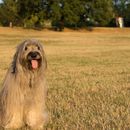 60 Spanish dog names - our favorites