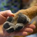 Recipe for cracked paws in dogs - home remedy