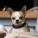 The Chihuahua: More than just a "carpet horse"