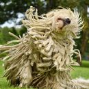 Alopecia in dogs - causes, symptoms, diagnosis, prevention and treatment.