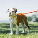 4 tips against stress on the leash - when master, mistress and dog relaxed walk.