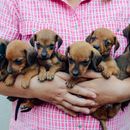 Dog breeder in Bavaria