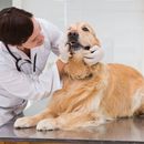 Annual check-up at the vet: you and your dog should be prepared for this