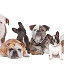 Bulldogs: Discover the different species incl. pictures