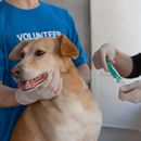 Dog chipping: Why it is important and how it works