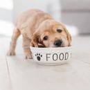 Bellfor dog food: test and experience report