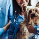 First aid for dogs - everything you should know