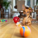 3 tips for playing ball with the dog