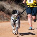 Jogging with a dog - these are the tips you should follow to make it work