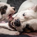 Fighting dogs: top 10 controversial dog breeds revealed
