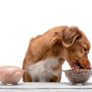 Dry dog food vs. wet food - which makes more sense? Which is healthier?