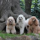 15 Hypoallergenic Dog Breeds: Non hairy breeds for allergy sufferers