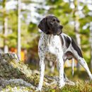 The 10 most beautiful hiking routes with dog in Germany