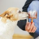 5 tips for removing the undercoat of a dog