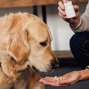 Optimal food supplement for dogs