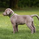 Silver Labrador - buying, breeders and information