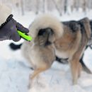 Recall dog: instructions for reliable recall