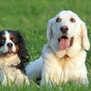 Beginner dogs: Top 15 breeds for beginners