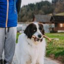 Vacation in the Salzkammergut with dog