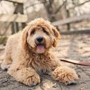 Designer dogs - These "breeds" are particularly popular and originated from two different breeds
