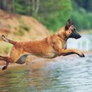 Going to the lake with your dog: Austrian dog beaches at the lake