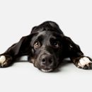 Heart disease in dogs - diagnosis & control