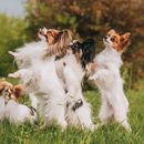 With these 4 tips, your dog learns to "sit pretty"