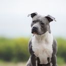 Blue spray for dogs: everything you need to know