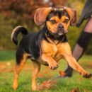 Advantages of mixed breed dogs to pedigree dogs